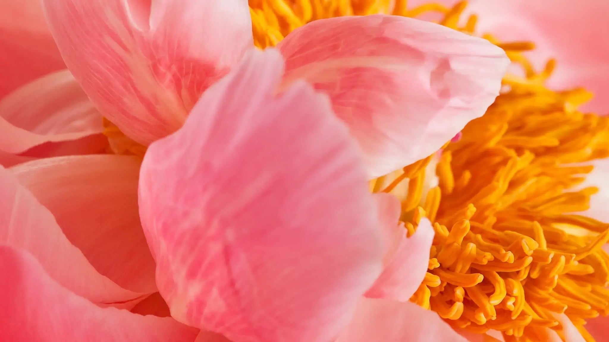 Tinh Dầu Thơm Phòng Areon Home Premium Peony Blossom Hoa Mẫu Đơn - Ảnh phụ